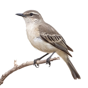 A green Close-Up Of A Northern Mocking bird Perche isolated on a transparent background
