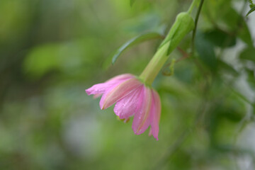 Fototapeta premium パッシフロラ・マシューシー