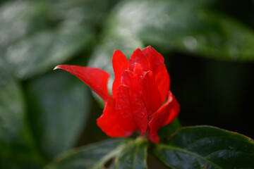 リュエリア・コロラタ