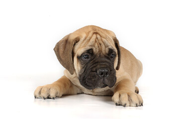 Bullmastiff puppy isolated on white background