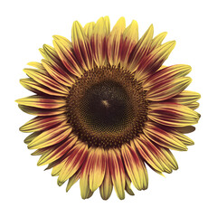 Beautiful sunflowers on Transparent Background.