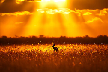 Fototapeta premium Majestic Sunset Over Golden Landscape with Silhouetted Animal in Field of Tall Grass and Dramatic Sky