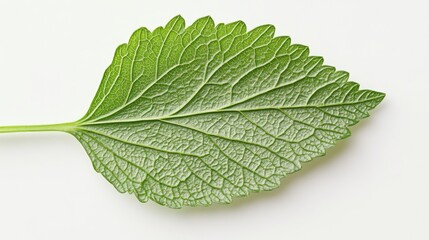 Obraz premium Macro shot green herb leaf, intricate natural patterns, crisp detailed parsley foliage, gentle leaf curves, clean white surface, professional food styling, overhead lighting