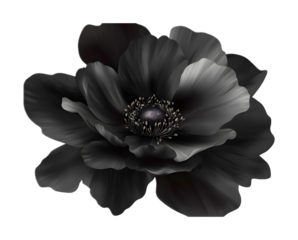 Black flower on a transparent background. isolated background.