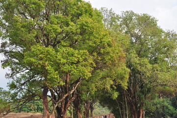 Beautiful nature, forest, mountains, meadows in summer.