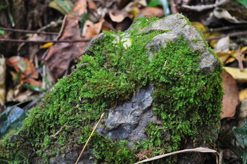Beautiful nature, forest, mountains, meadows in summer.
