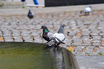 pigeons standing on the edge of an artesian fountain
