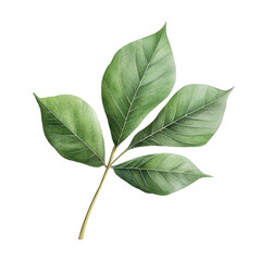 Obraz premium Watercolor style tropical leaf, soft hues, artistic and isolated on white background. PNG