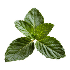 Fresh mint leaves transparent.