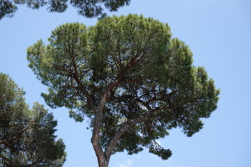 Pinus pinea
