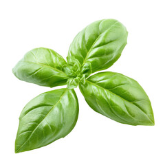 Obraz premium Fresh green basil herb leaves isolated on a clean transparent background for culinary and decorative use, green basil herb leaves photo isolated on transparent background cutout