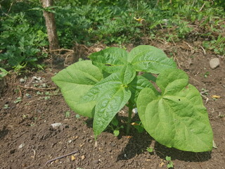 Naturaleza: generación hortícola  