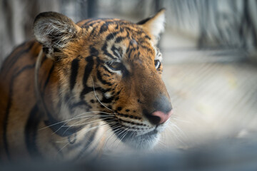 A tiger is looking at the camera. The tiger is in a cage. The cage is made of metal