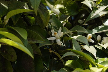 Close up of orange flower