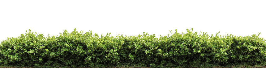 Obraz premium Beautiful Garden Bushes Isolated on Transparent Background