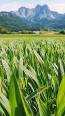 Obraz premium Lush green fields with mountains in the background under a clear sky.