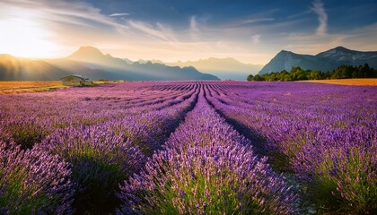 Obraz premium lavender field in region