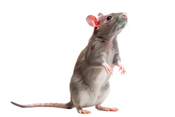 rat on white background