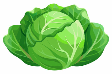 fresh cabbage vector illustration