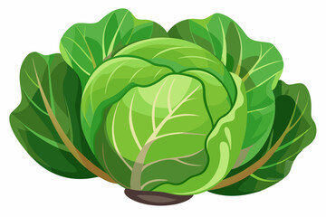 fresh cabbage vector illustration