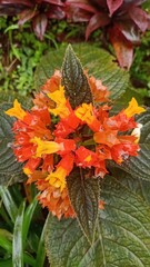 Alloplectus is a genus of Neotropical plants in the flowering plant family Gesneriaceae.