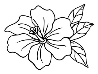 Hibiscus Flower Line Art. Black and White Floral Vector Illustration