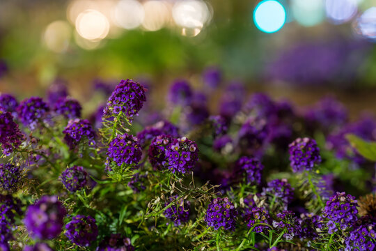 夜の街の花壇に咲くスイートアリッサム、Sweet alyssum、Sweet alison