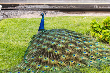 Obraz premium peacock with feathers spread on the grass