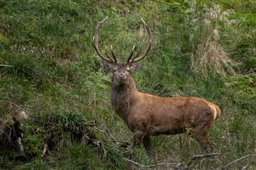 Majestätischer Rothirsch im Wald