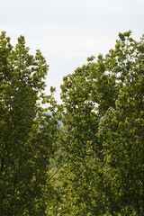tree leaves in spring