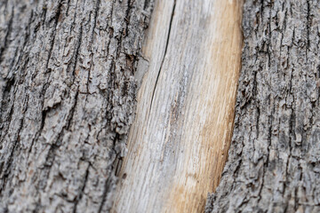 San Gabriel Mountains, Los Angeles County, California. Angeles National Forest / San Gabriel Mountains National Monument. Mount WilsonMoun. Quercus chrysolepis, canyon live oak, canyon oak,