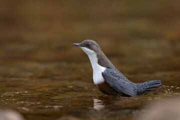 Wasseramsel läuft durch den Fluss