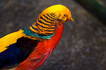 Close-up of a colourful golden pheasant (Chrysolophus pictus), also known as the Chinese pheasant and rainbow pheasant