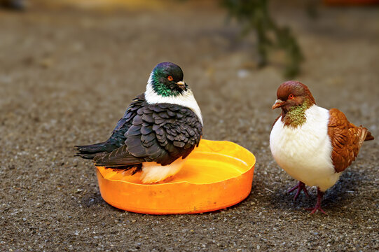Two Strasser pigeons, a breed of fancy pigeon developed over many years of selective breeding. A red and a blue specimen and an orange bowl