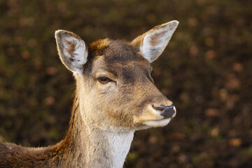 Portrait of a fallow deer