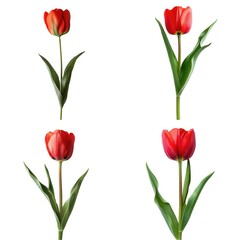 Four vibrant red tulips with green leaves on a white background.