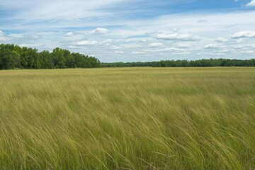 Obraz premium Lush green grass swaying under a bright blue sky with scattered clouds.