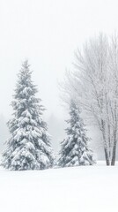 Snow-covered trees in a serene winter landscape.