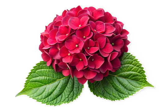 red rose isolated on white background