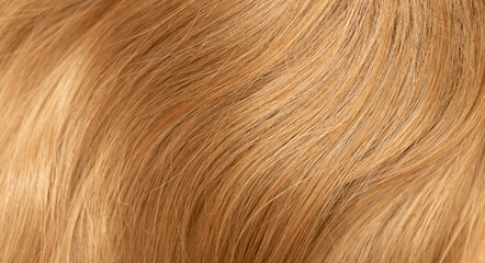 Blond hair close-up as a background. Women's long blonde hair. Beautifully styled wavy shiny curls. Hair coloring. Hairdressing procedures, extension.