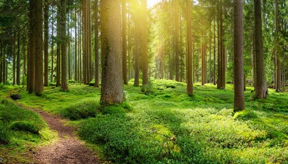 Fototapeta premium Serene Forest Escape: Panoramic Landscape of the Black Forest with Sunshine Beams and Moss-Covered Path
