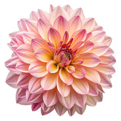Obraz premium dahlia flower isolated on white background