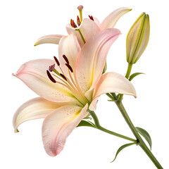 Naklejka premium lily isolated on white