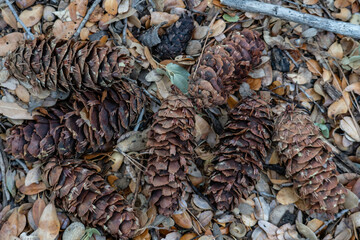 Pseudotsuga macrocarpa, bigcone spruce or bigcone Douglas-fir, San Gabriel Mountains, Los Angeles County, California. Angeles National Forest / San Gabriel Mountains National Monument. Mount Wilson.

