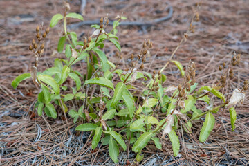 Penstemon grinnellii,Grinnell's beardtongue, San Gabriel Mountains, Los Angeles County, California. Angeles National Forest / San Gabriel Mountains National Monument. Mount Wilson.