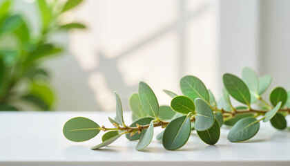Fresh eucalyptus branches in a refreshing mood on a minimalist bathroom setting with morning light