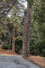 San Gabriel Mountains, Los Angeles County, California. Angeles National Forest / San Gabriel Mountains National Monument. Mount Wilson. Pinus ponderosa,ponderosa pine, bull pine, blackjack pine

