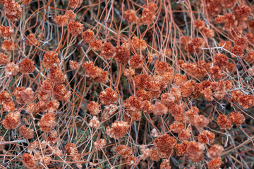 Eriogonum fasciculatum is a species of wild buckwheat. California buckwheat and flat-topped buckwheat.  Los Angeles County, California.  San Gabriel Mountains National Monument. Mount Wilson