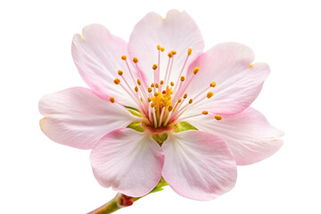 white rose isolated on white