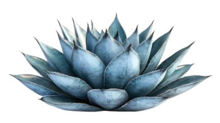 Blue agave plant isolated against a white background